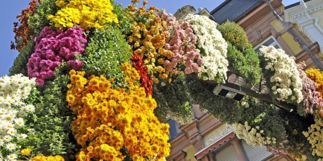 Fête des Chrysanthèmes en Forêt Noire