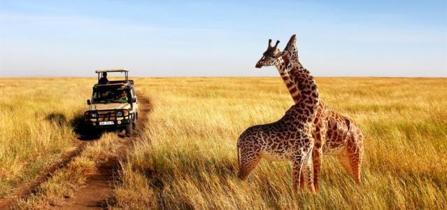 Circuit Tanzanie, La Grande Migration